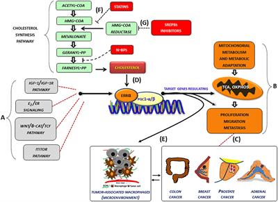 Cholesterol as an Endogenous ERRα Agonist: A New Perspective to Cancer Treatment